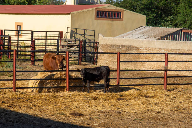 istock Two young calves feed on hay in the stable in the sun. 1676888962