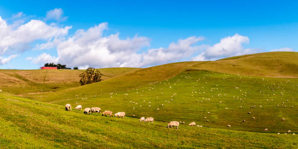 istock Sheep are grazing on a large green open field. 1676891697