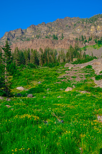 High elevation alpine meadow with wildflowers in full bloom in the Strawberry Mountain Wilderness of Oregon near John Day in Central Oregon. This natural meadow is only accessible by backpacking through a high desert forest landscape.