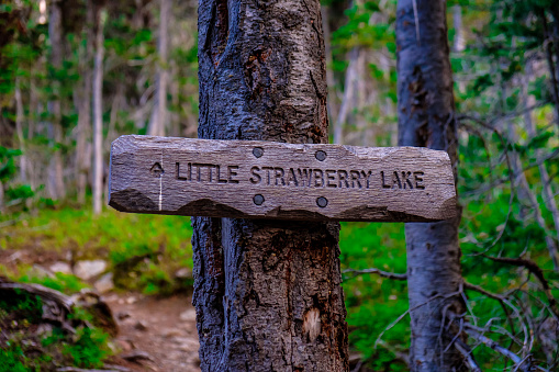 Wooden sign nailed to a tree pointing the way to Little Strawberry Lake in the wilderness of Central Oregon.