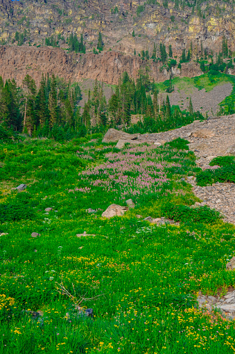 High elevation alpine meadow with wildflowers in full bloom in the Strawberry Mountain Wilderness of Oregon near John Day in Central Oregon. This natural meadow is only accessible by backpacking through a high desert forest landscape.