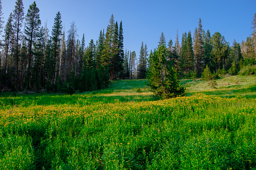 High alpine meadow of yellow wildflowers near Little Strawberry Lake in the wilderness of Central Oregon. The grass is green and the flowers are in full bloom at high elevation.