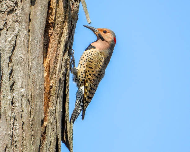 istock Northern Flicker (Colaptes auratus) North American Woodpecker 1676920073