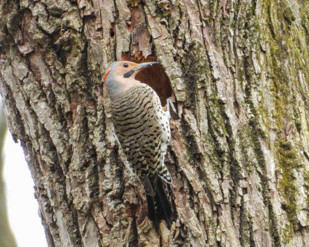 istock Northern Flicker (Colaptes auratus) North American Woodpecker 1676921148