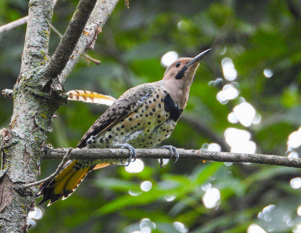 istock Northern Flicker (Colaptes auratus) North American Woodpecker 1676921150