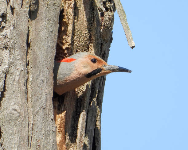 istock Northern Flicker (Colaptes auratus) North American Woodpecker 1676921151
