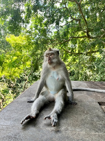 Monkey sanctuary Ubud