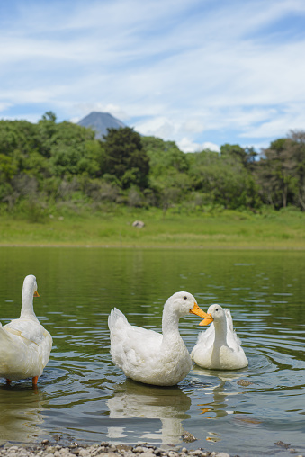 White ducks swimming in a lagoon. Carrizalillos lagoon in Comala, Colima.