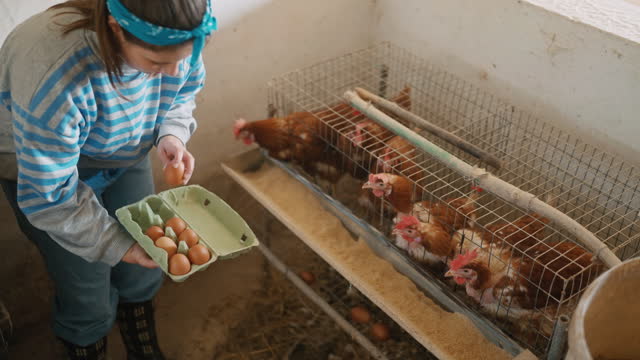 SLO MO Young Female Farmer Collecting Eggs in Chicken Farm