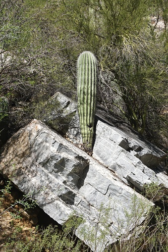 Single straight Saguaro cactus arm grows out of a crack in an unusual rectangular gray boulder in the American Southwest desert