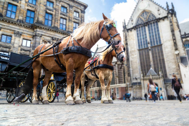 The horses carriage in Amsterdam in a beautiful summer day, The Netherlands