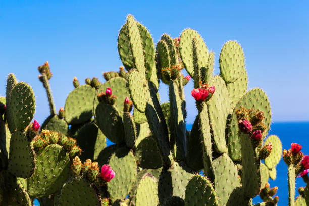cactus silvestres con flores - hedgehog cactus tucson cactus plant fotografías e imágenes de stock