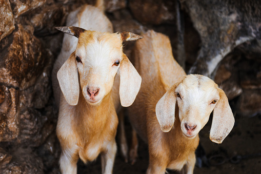 Funny goats family in farm