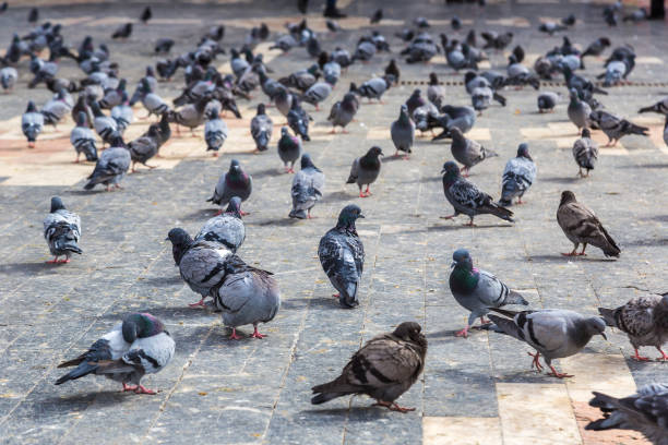 istock A lot of doves 1676982694