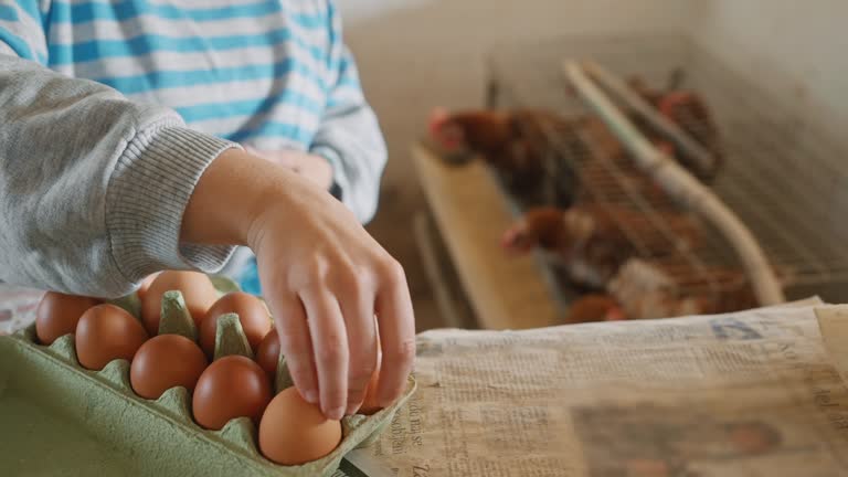 SLO MO Young Female Farmer Collecting Eggs in Carton at Chicken Farm