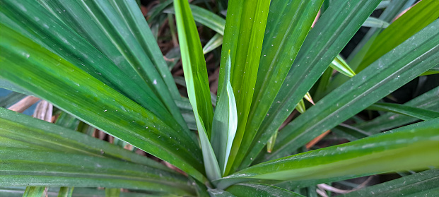fresh green pandan leaf ( Pandanus amaryllifolius ) in garden