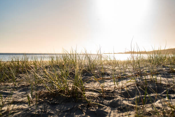 istock golden sunshine over the sand dunes 1677017296