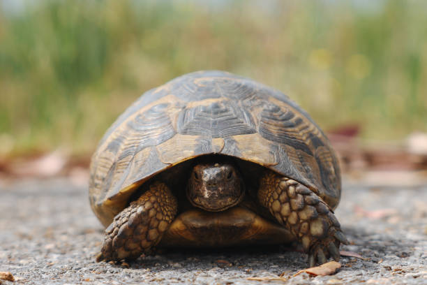 istock A small land turtle crosses the road 1677017311