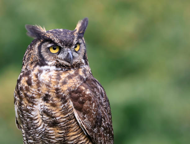 Great-horned Owl portrait withgreen background