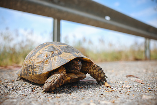 Turtle sitting on grass by the lake