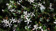 istock Flowering plants with many white flowers living green hedge 1677021080