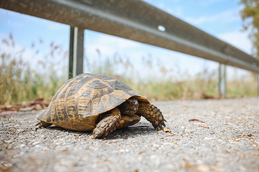 Cute Mediterranean tortoise (Testudo graeca) walking on the road on a sunny day