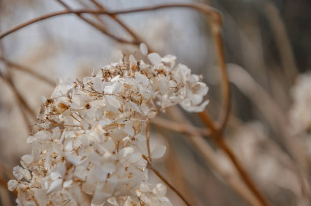 Hydrangea dried flowers in the garden. Natural background