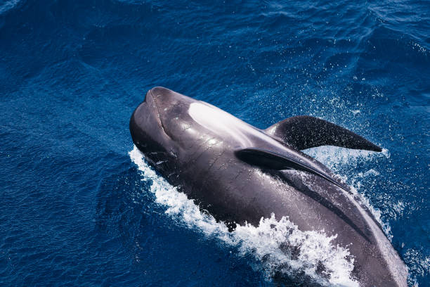 istock pilot whale swimming across the blue sea 1677024363