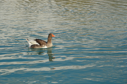 duck swimming alone in the lake