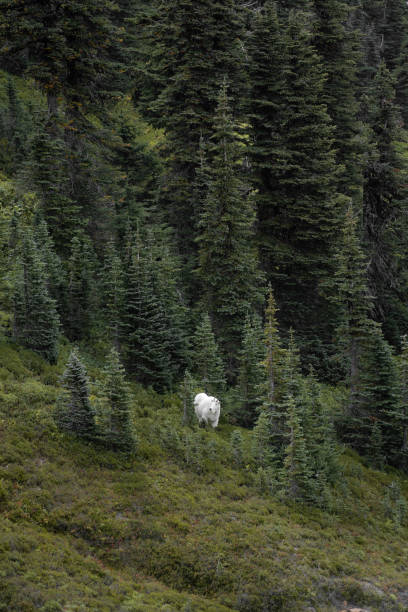 太平洋岸北西部のロッキーマウンテンヤギ - north cascades national park glacier vertical photography ストックフォトと画像