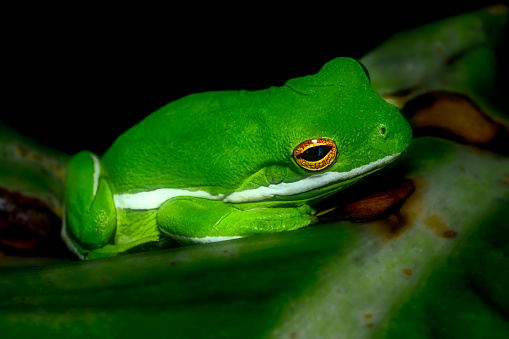 Florida Tree Frog sitting on green leaf