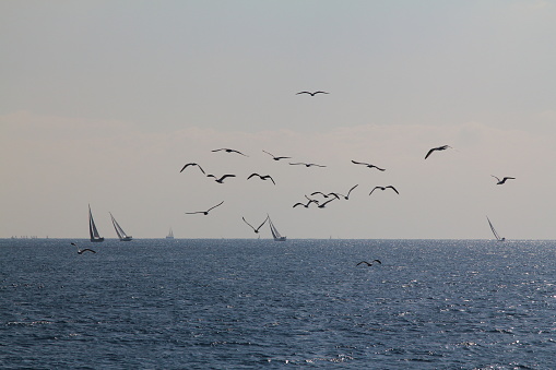 Sailing ship yachts with white sails in race the regatta in the open sea