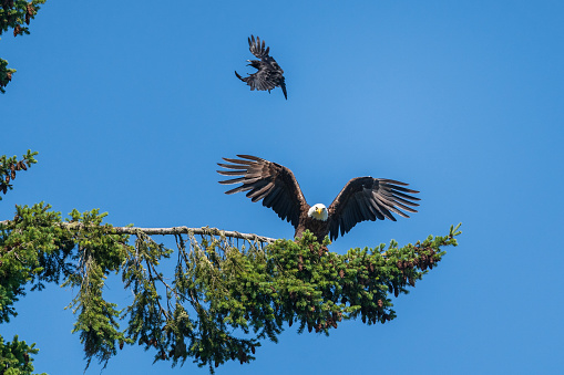 A bald eagle perched on a tree