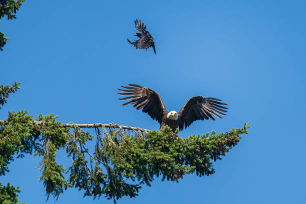 Soon Eagle Landing in Tree stock photo