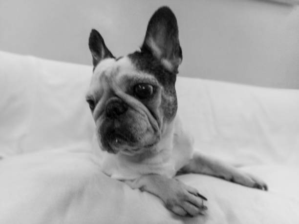 istock French Bulldog breed dog 1677086116
