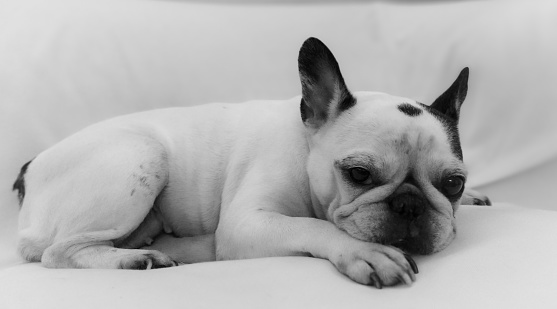 The French bulldog is a small breed of companion dog, of the bulldog type, originating from France.