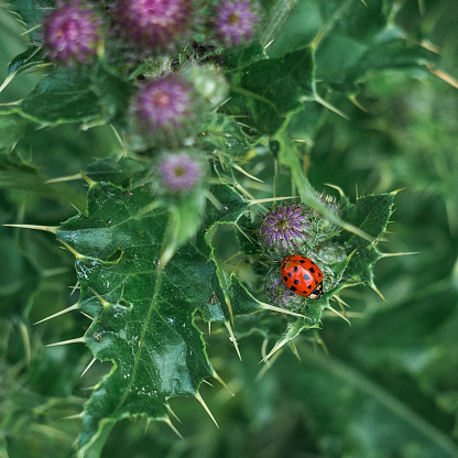 Abstract macrophotography of a thorny plant in nature with a red lady bug.
