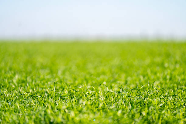 緑の芝生のフィールド