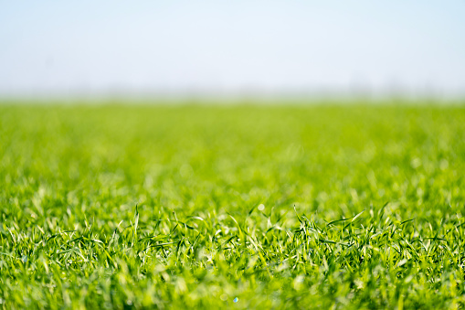 Close up of a green grass field