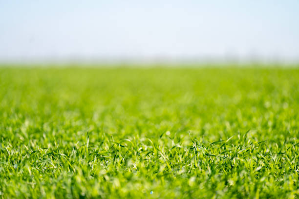 Green grass field stock photo