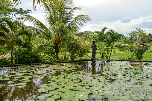 Lotus pond at sunny day  in Ubud, Bali, Indonesia