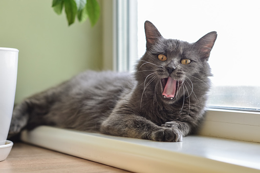 Gray cat Nebelung cat is lying on the windowsill and yawns at home. Nebelung-a rare breed, similar to the Russian blue, except for medium length, with silky hair.