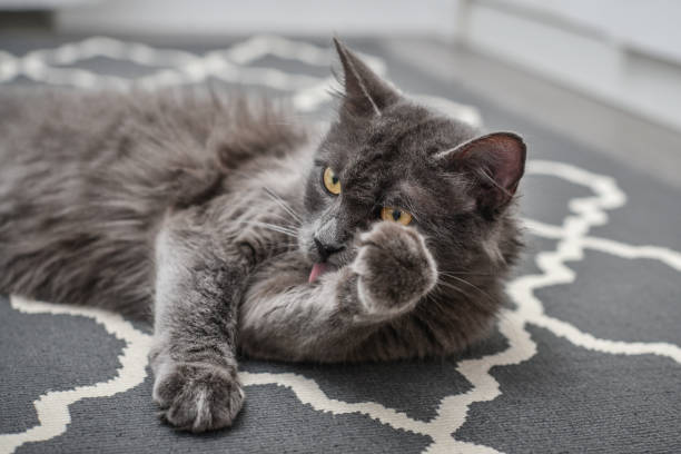 istock Gray cat Nebelung laing on carpet at home. 1677112400