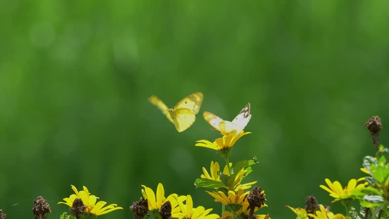 Two friendly yellow butterflies fly together in the field.