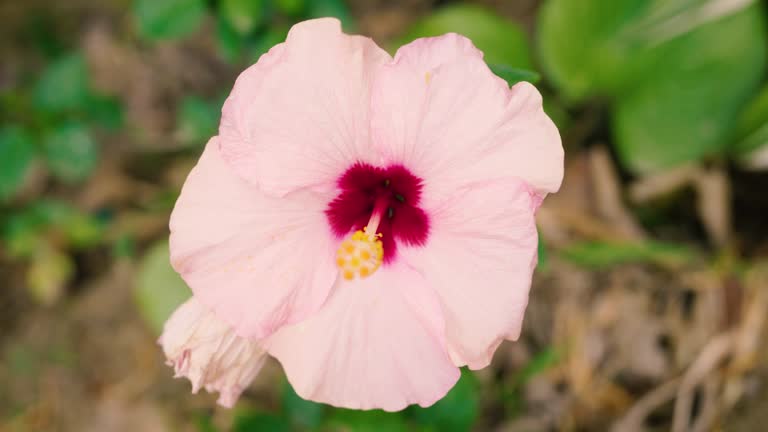 Close Up of Pink Flower Hibiscus