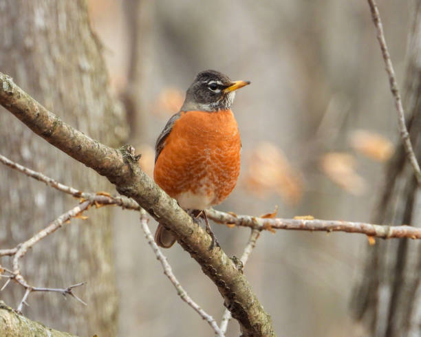istock American Robin (Turdus migratorius) North American Thrush Bird 1677134056