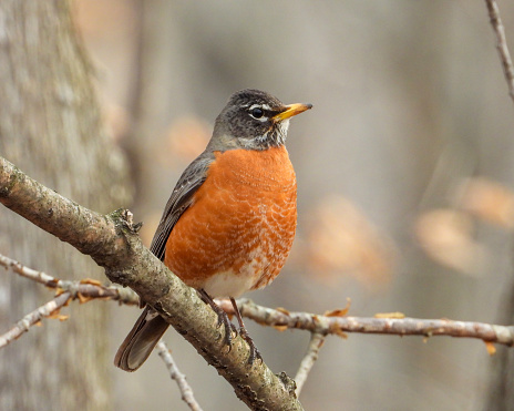 An American robin in winter fed berry.