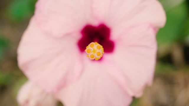 Close Up of Pink Flower Hibiscus