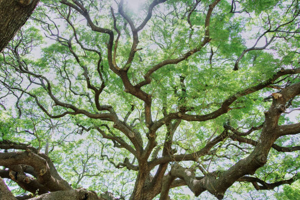 istock Large tree branches in Thailand are called Crab Claw, Chamcha, or Red Chamchuri, is large tree. It has many branches, small leaves, pink flowers, Tourist attractions in Kanchanaburi province 1677143309