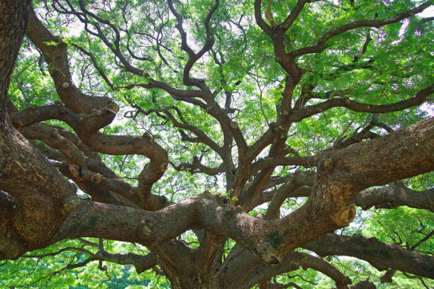 istock Large tree branches in Thailand are called Crab Claw, Chamcha, or Red Chamchuri, is large tree. It has many branches, small leaves, pink flowers, Tourist attractions in Kanchanaburi province 1677143310